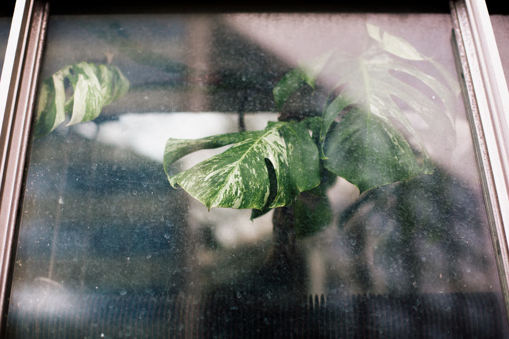 Plant through the window at the barbican conservatory wedding venue 