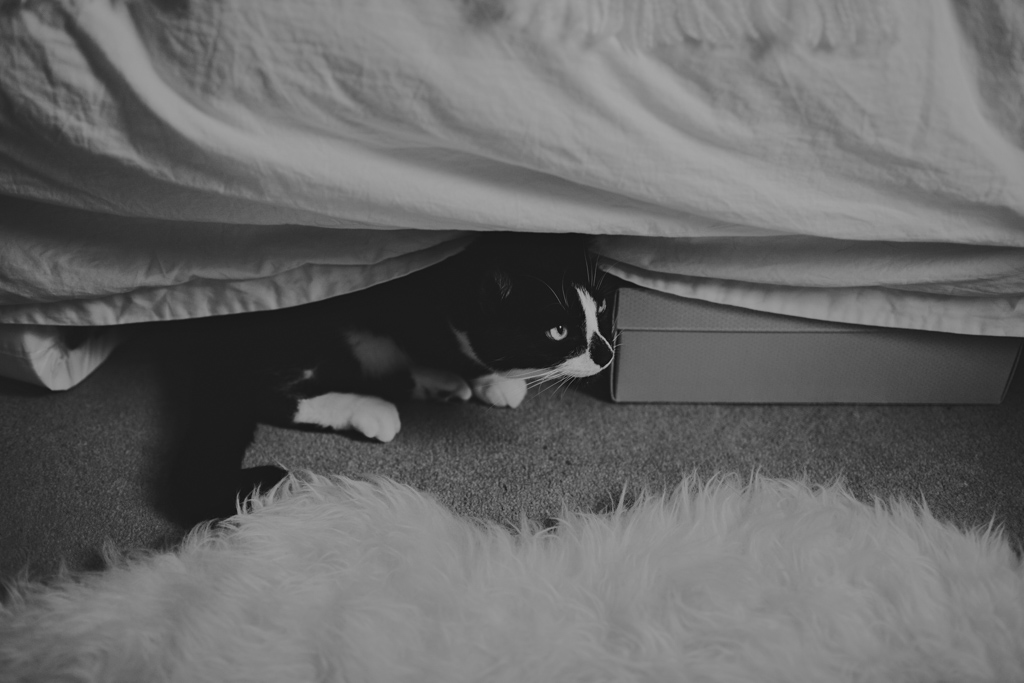 Cat hiding at a London Elopement | Lisa Jane Photography | London Elopement Wedding Photography